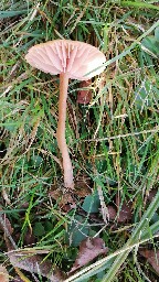 Laccaria laccata