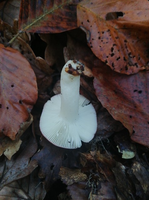 Russula emetica