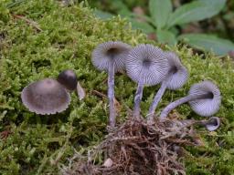Mycena algeriensis