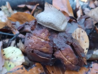 Geastrum rufescens