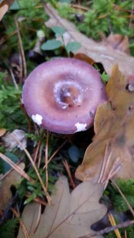 Russula caerulea