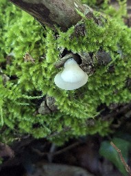 Crepidotus cesatii