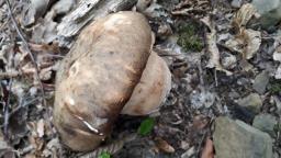 Boletus aereus