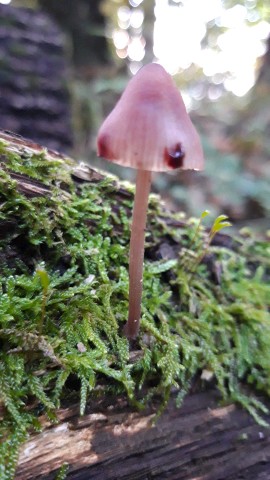 Mycena haematopus