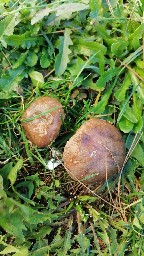 Suillus granulatus