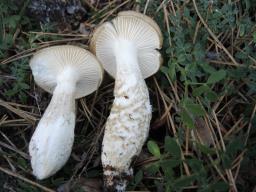 Hygrophorus latitabundus