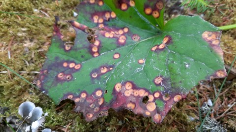 Puccinia poarum