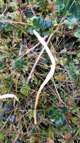 Clavaria fragilis