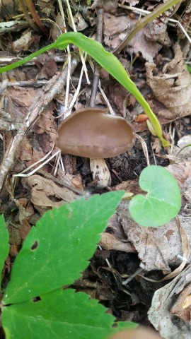 Helvella acetabulum