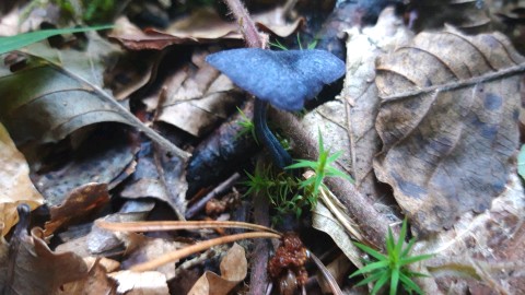 Entoloma corvinum