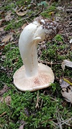 Entoloma sinuatum