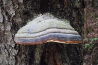 Fomitopsis pinicola