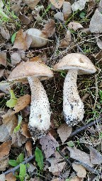 Leccinum scabrum