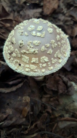 Amanita franchetii