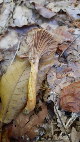 Chroogomphus rutilus