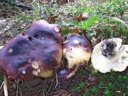 Russula viscida