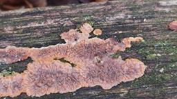 Phlebia radiata