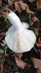 Russula heterophylla