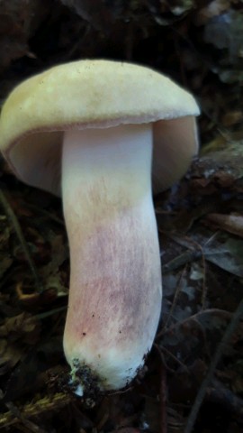 Russula violeipes