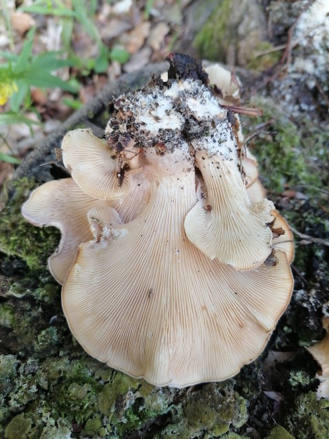 Lentinellus cochleatus