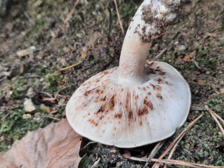 Tricholoma acerbum