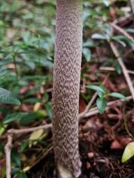 Amanita ceciliae