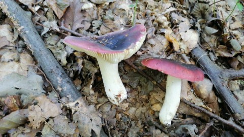 Russula atropurpurea