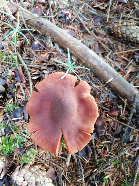 Cortinarius semisanguineus