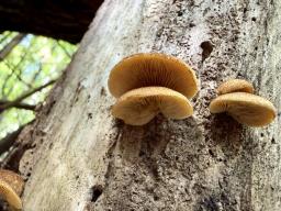 Crepidotus crocophyllus
