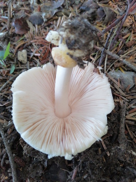 Volvariella hypopithys