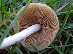 Conocybe pygmaeoaffinis