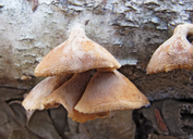 Tectella patellaris
