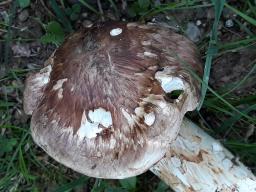 Tricholoma caligatum