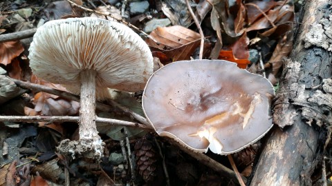 Melanoleuca melaleuca