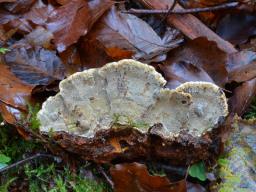 Phellopilus nigrolimitatus