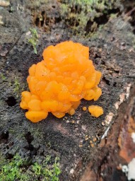 Dacrymyces chrysospermus