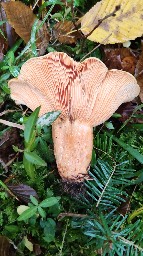 Lactarius salmonicolor