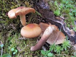 Kuehneromyces mutabilis