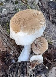 Asterophora lycoperdoides