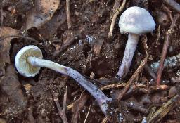 Cystolepiota bucknallii