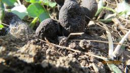 Xylaria polymorpha