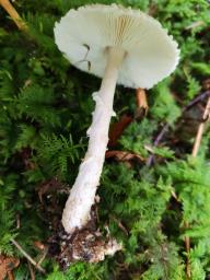 Lepiota clypeolaria