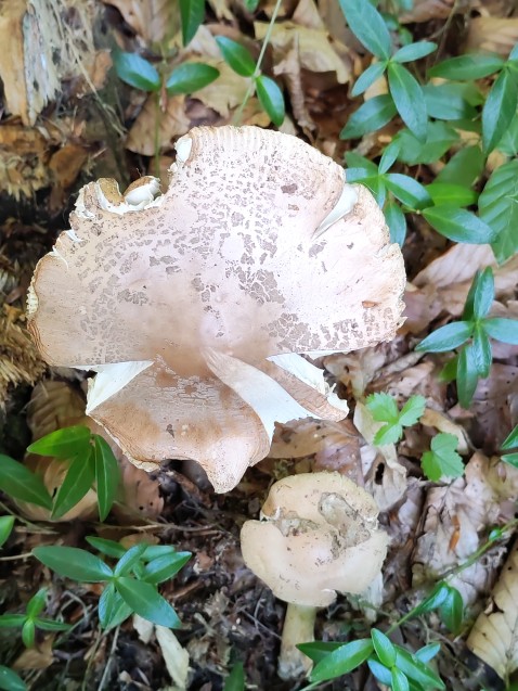 Amanita eliae