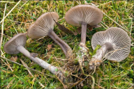 Pseudoclitocybe expallens