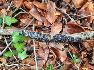 Exidia nigricans