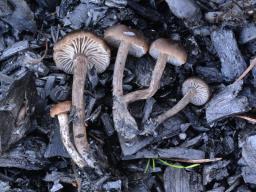 Tephrocybe anthracophila