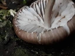 Marasmius wynneae