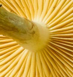 Pholiota gummosa
