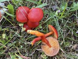 Hygrocybe coccinea