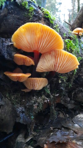 Flammulina velutipes